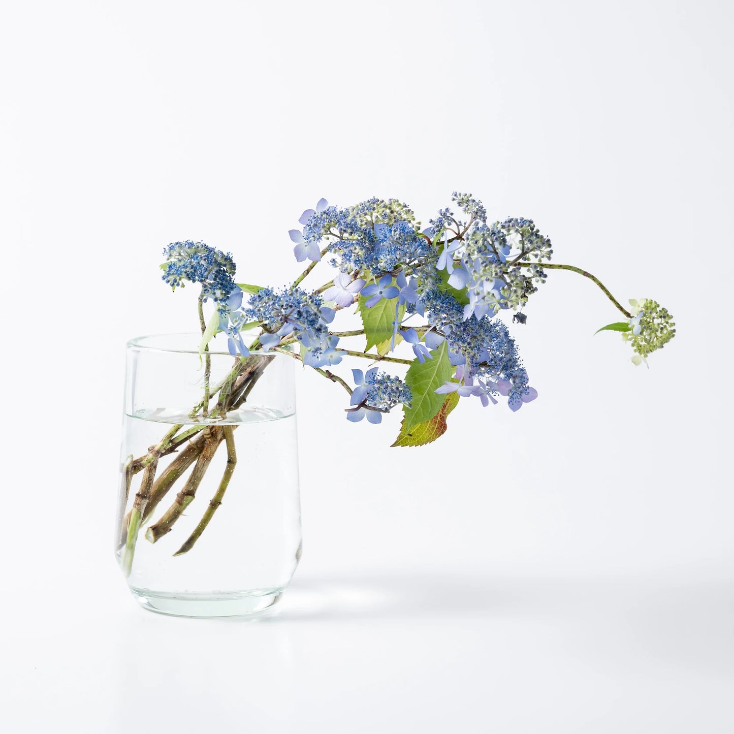 H.Clemence クレモンス