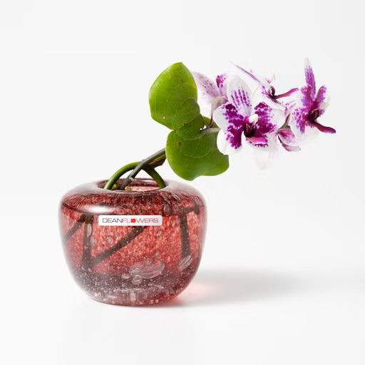 Drop S　ドロップ